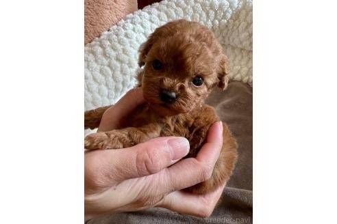 ♀ティーカッププードル | 子犬一覧 | 神奈川県横須賀のブリーダーなら