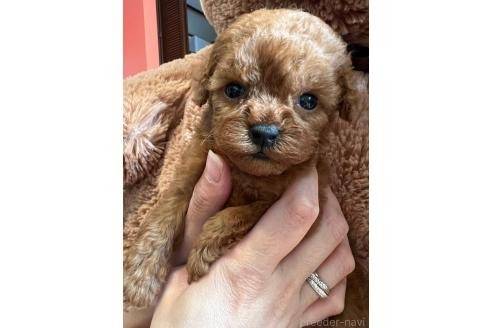 ♂ティーカッププードル | 子犬一覧 | 神奈川県横須賀のブリーダーなら