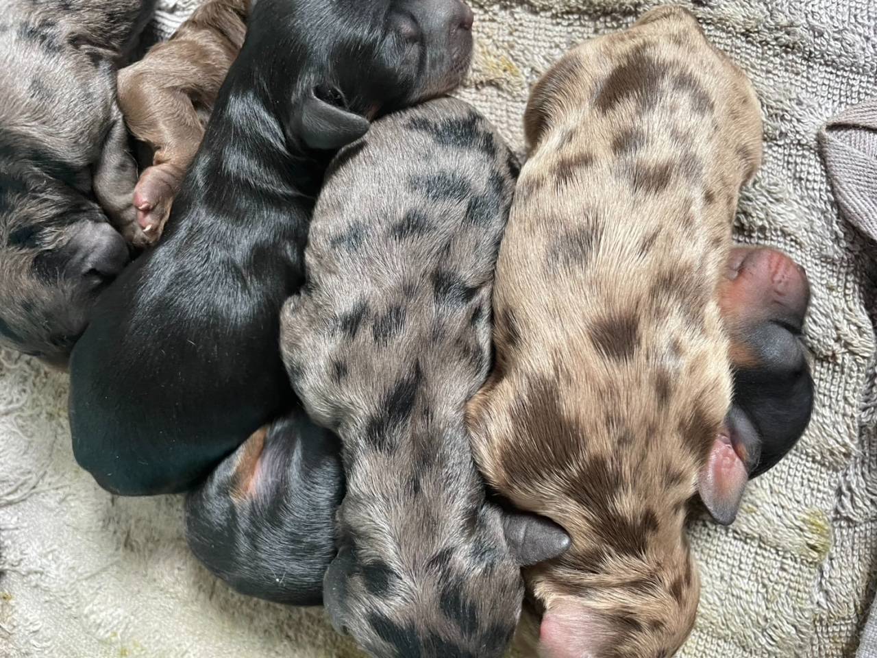 ♀レアカラー・シルバーダップル カニヘン✕トイプー | 子犬一覧