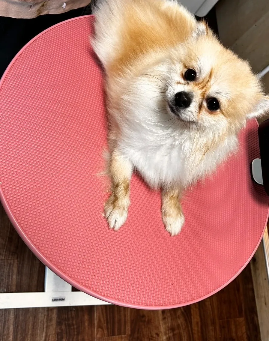 ポメラニアンの豆君🐶